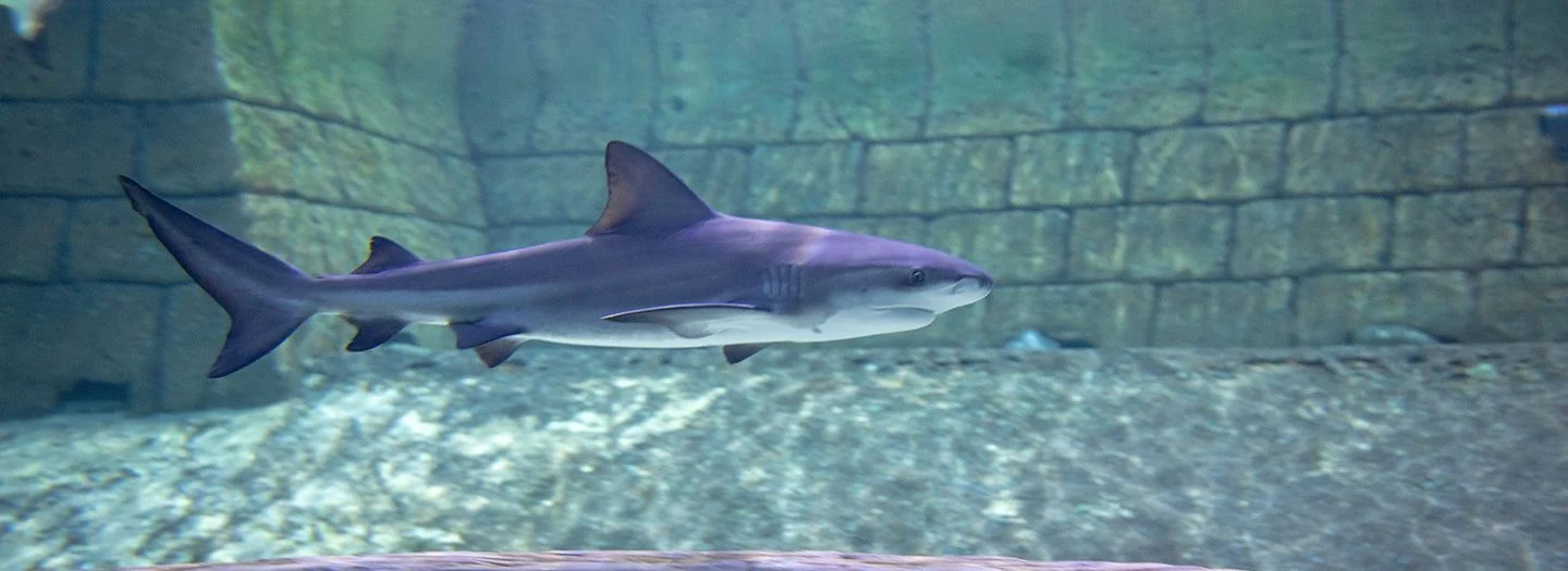 Sharjah Aquarium: Marine Wonders Await